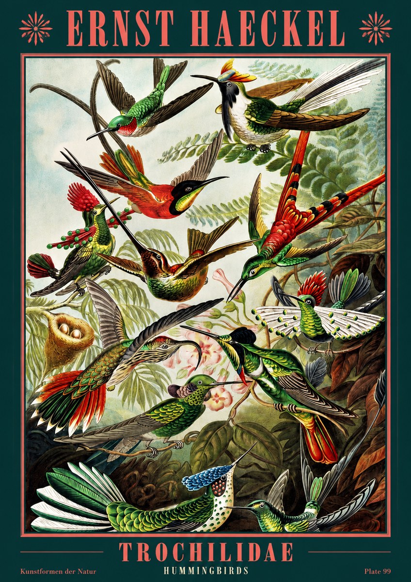 Ernst Haeckel Trochilidae - Hummingbirds No2 - Plakát