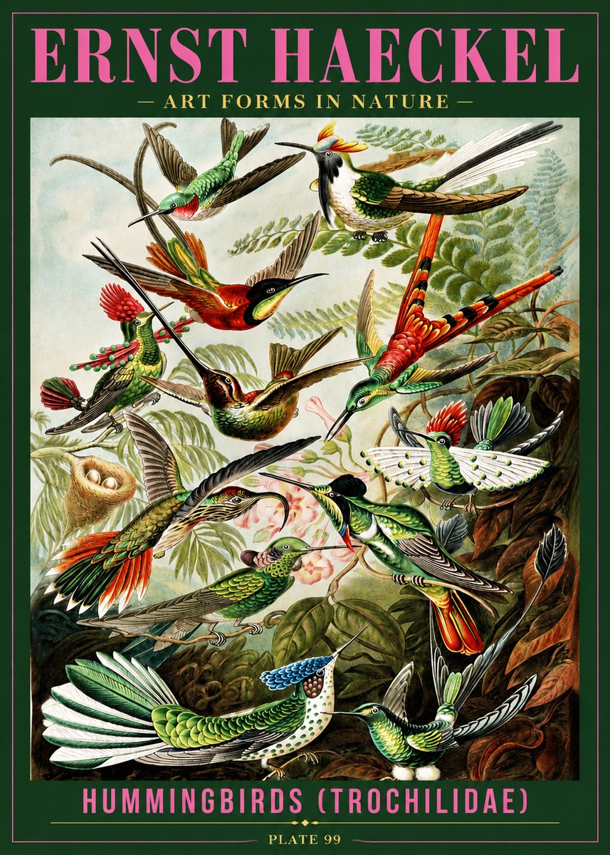 Ernst Haeckel Trochilidae - Hummingbirds No4 - Plakát