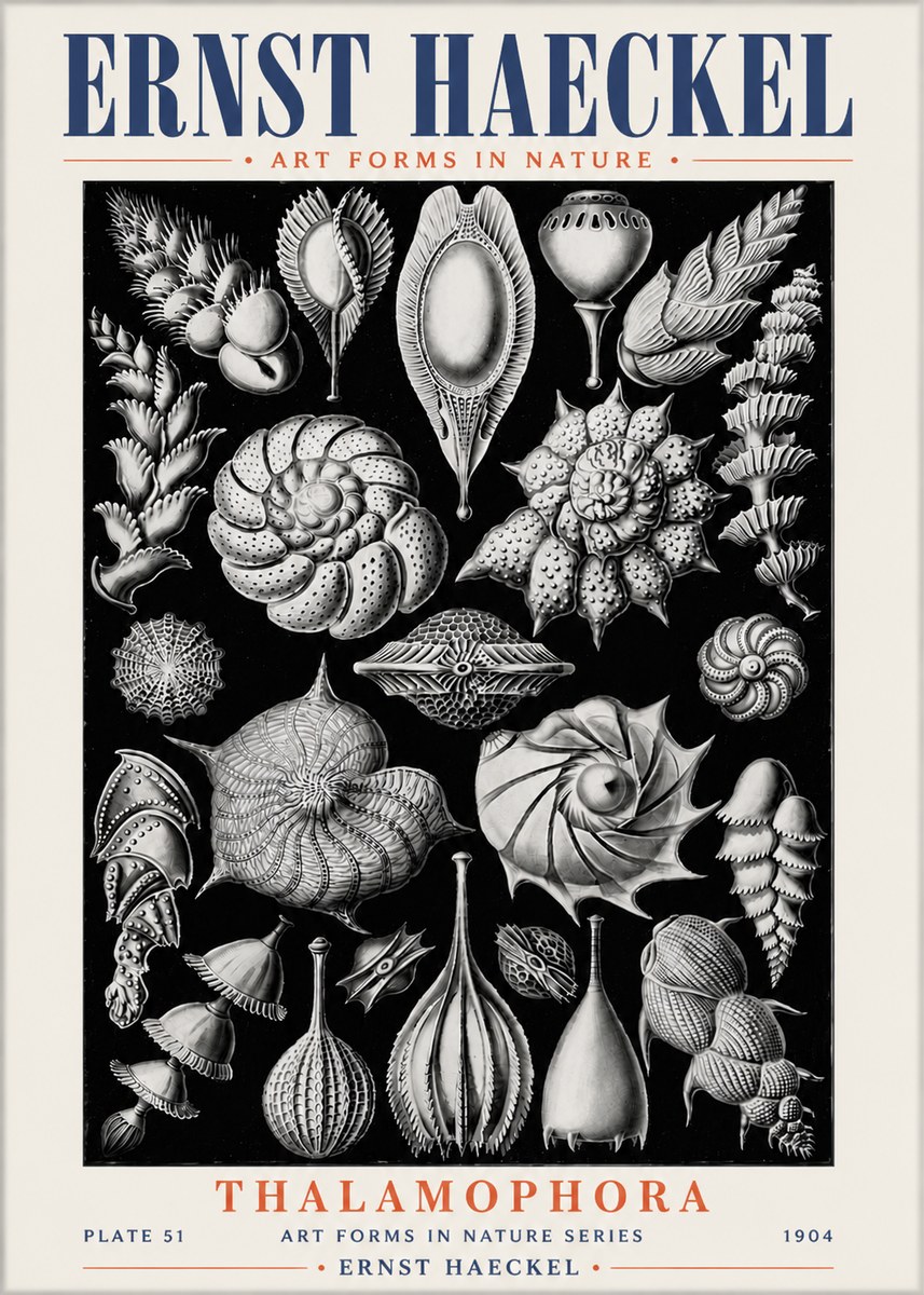 Ernst Haeckel Thalamophora No6 - Plakát