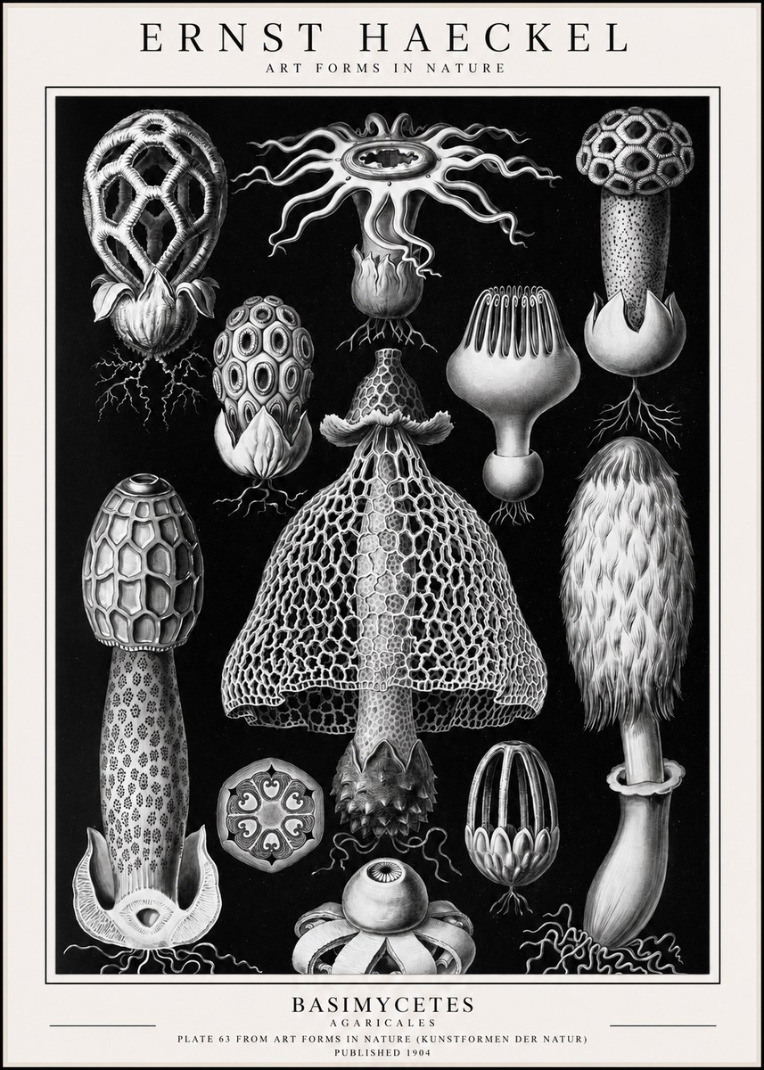 Ernst Haeckel Basimycetes Agaricales No1 - Plakát