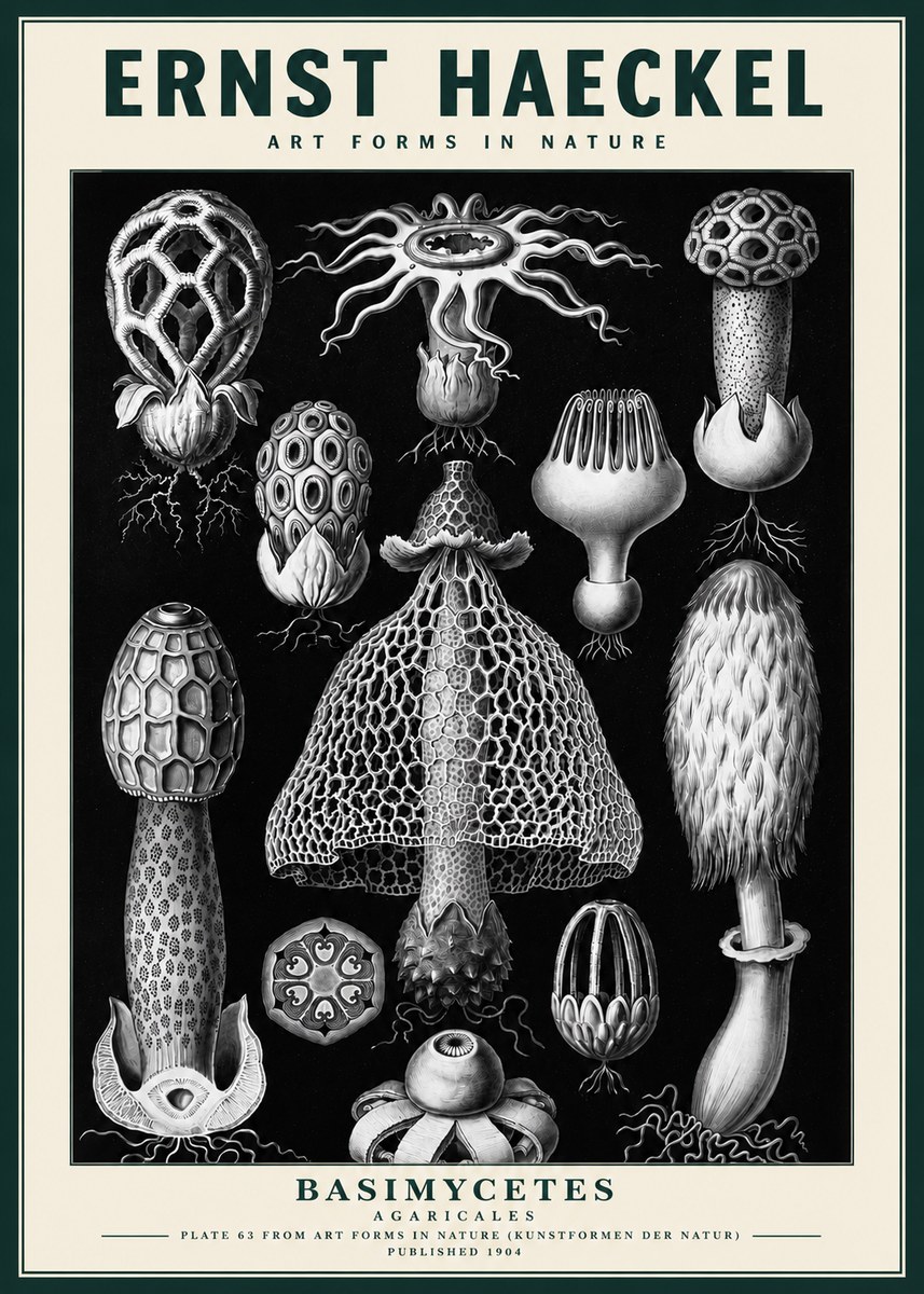 Ernst Haeckel Basimycetes Agaricales No3 - Plakát