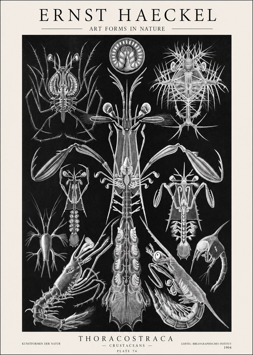 Ernst Haeckel Thoraocostraca - Crustaceans - Plate 76 No1 - Plakát