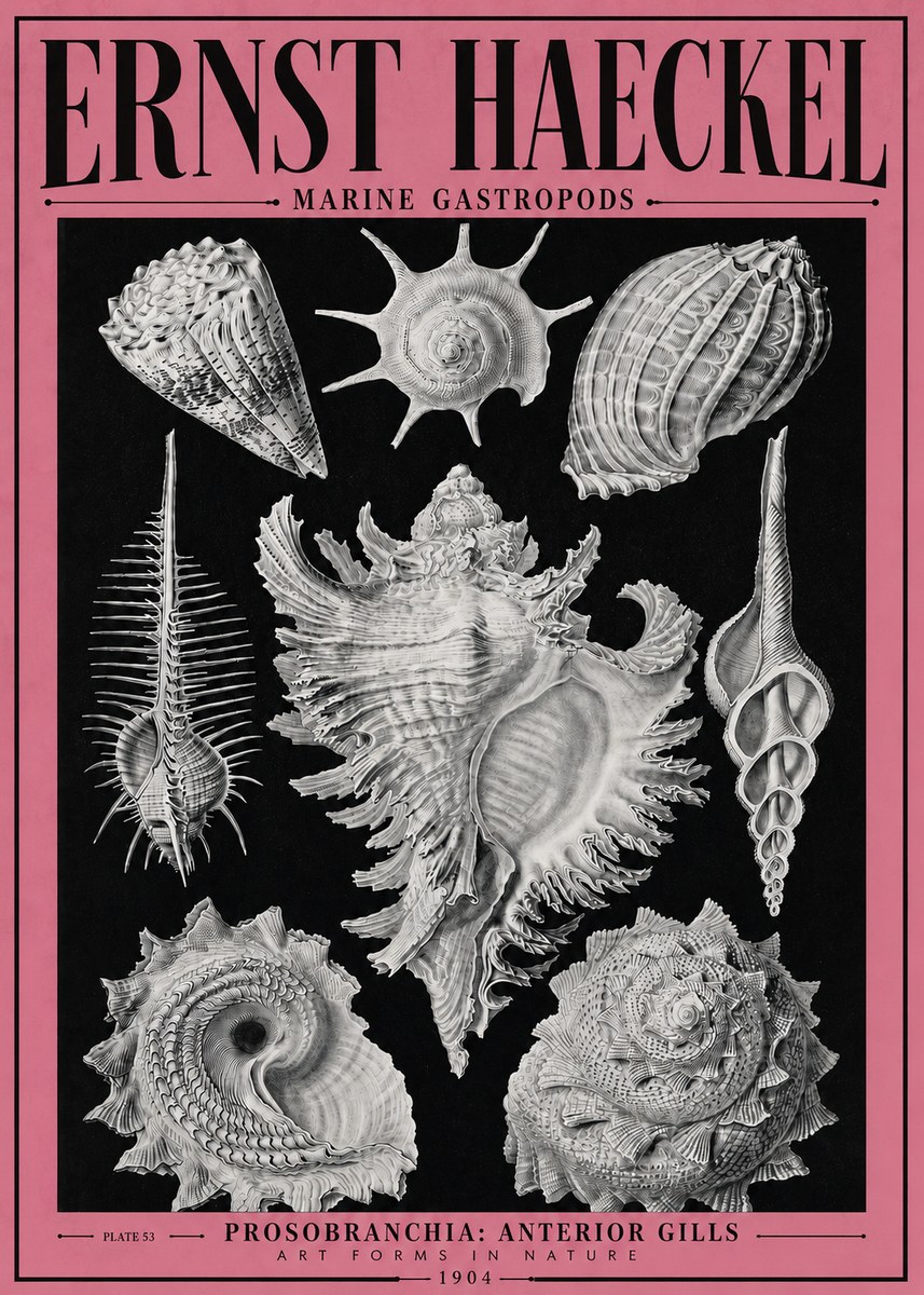 Ernst Haeckel Prosobranchia - Marine Gastropods No4 - Plakát