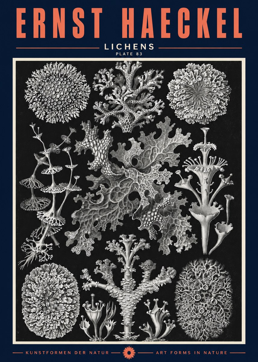 Ernst Haeckel Lichens - Plate 83 No2 - Plakát