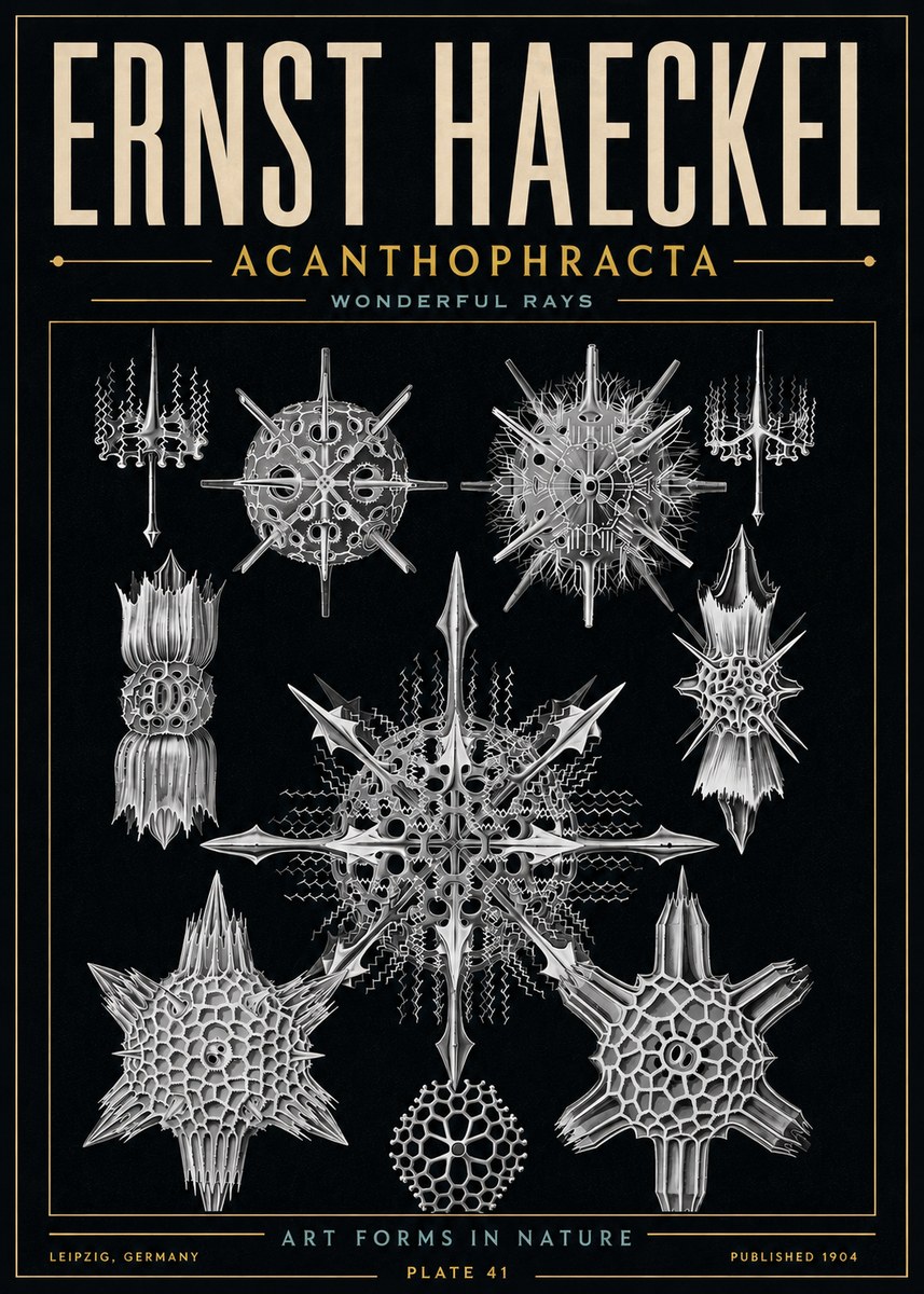Ernst Haeckel Acanthophracta - Wonderful Rays No6 - Plakát