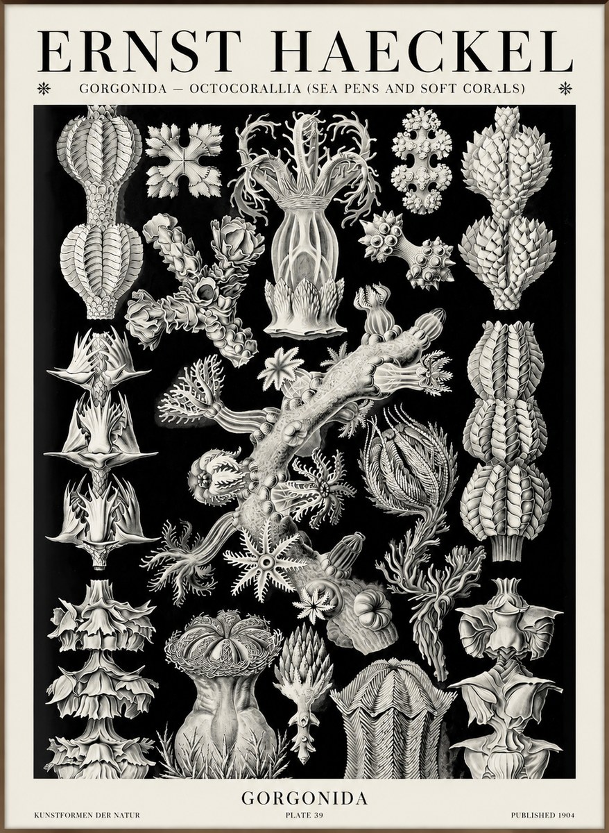 Ernst Haeckel Gorgonians No6 - Plakát