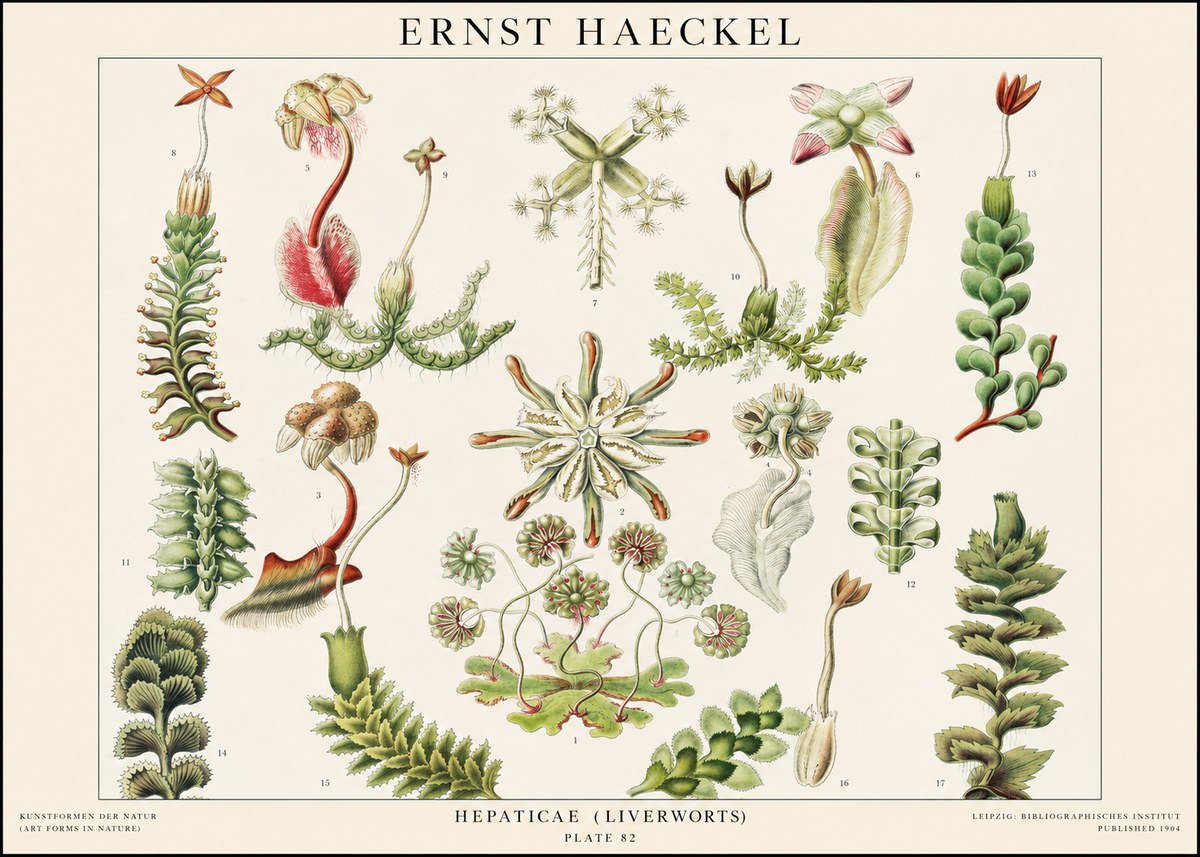 Ernst Haeckel Hepaticae (Liverworts) - Plate 82 No1 - Plakát