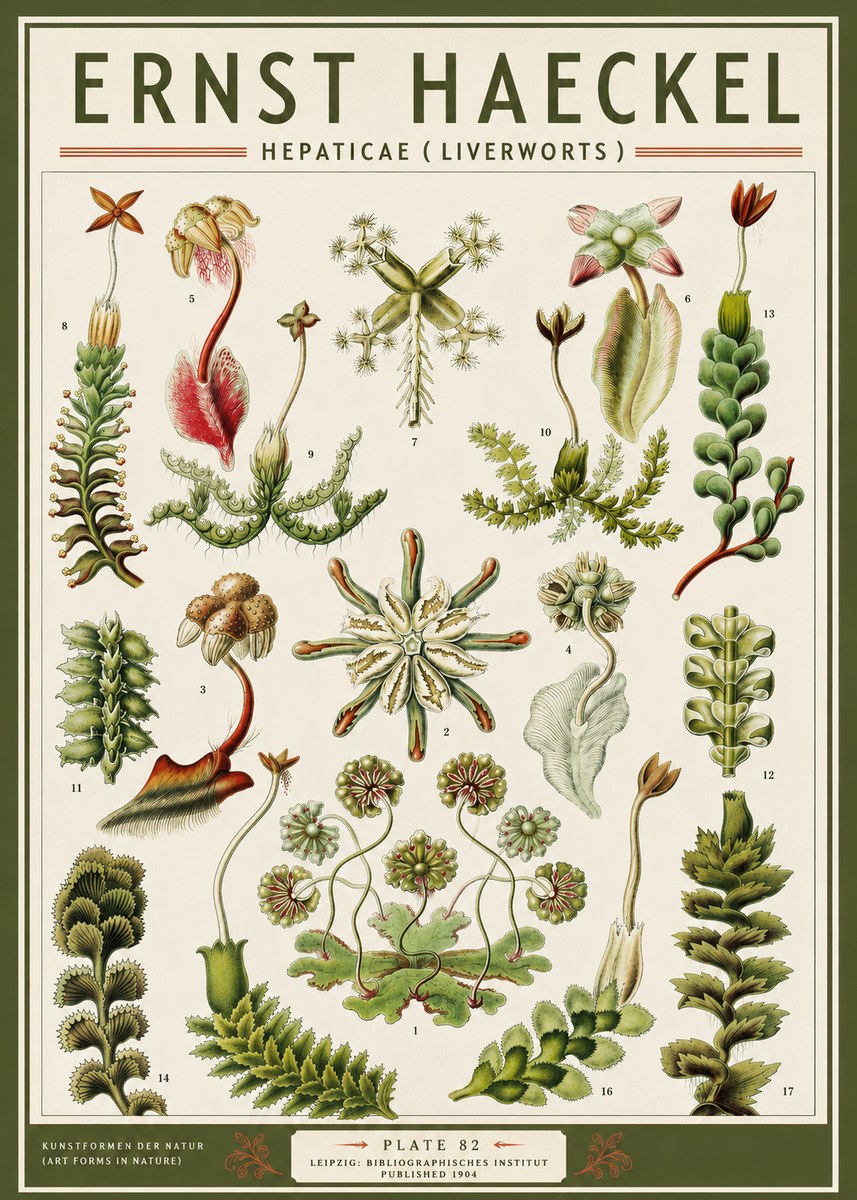 Ernst Haeckel Hepaticae (Liverworts) - Plate 82 No3 - Plakát