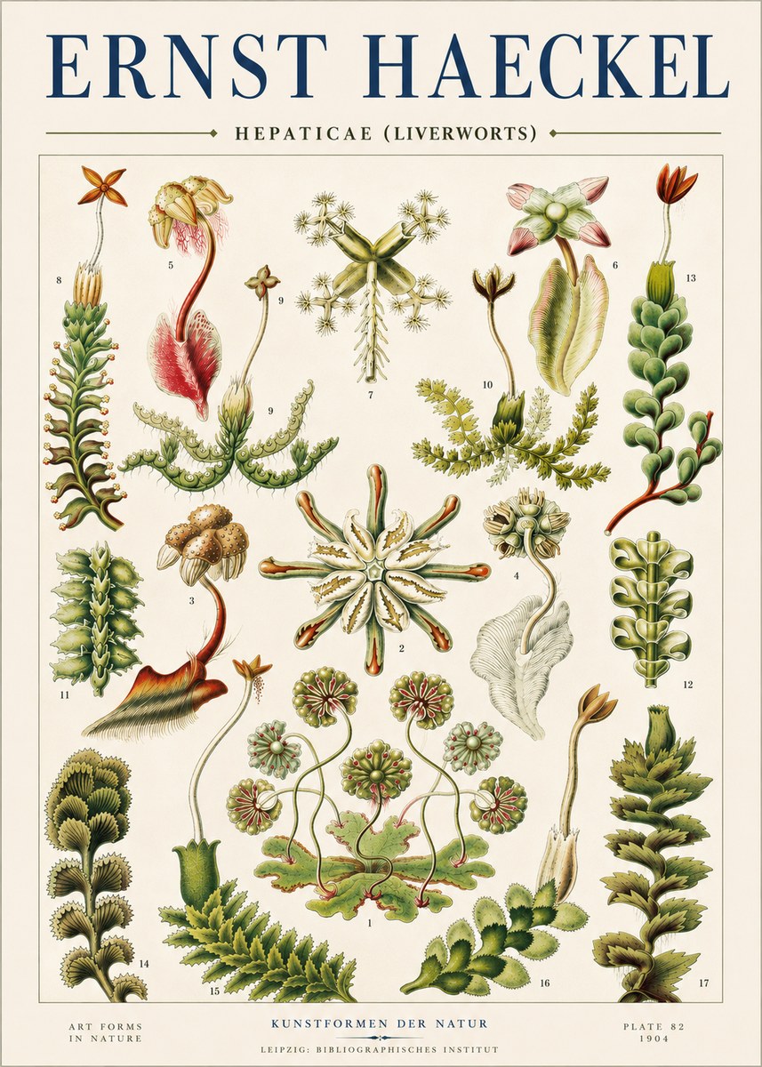 Ernst Haeckel Hepaticae (Liverworts) - Plate 82 No4 - Plakát