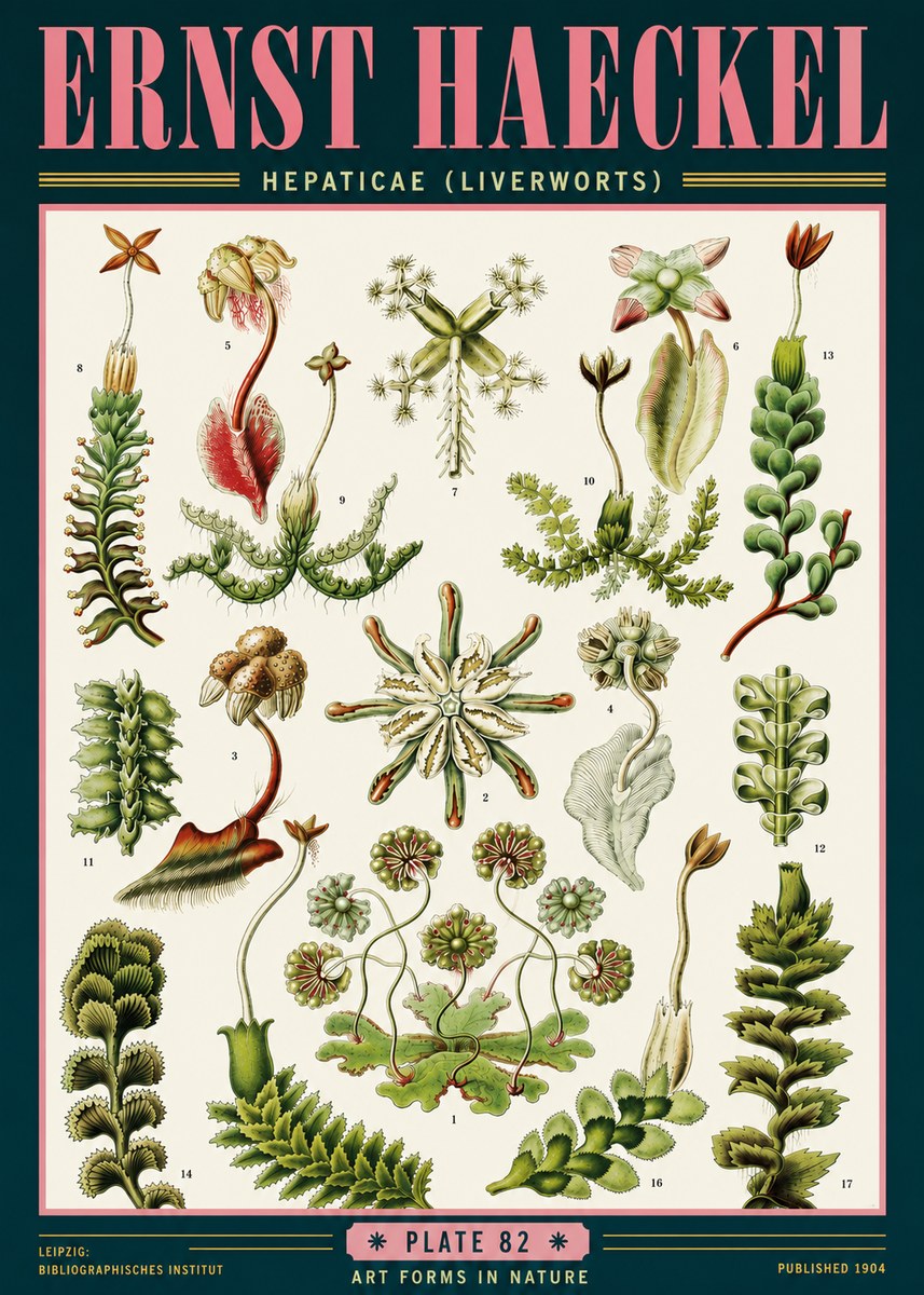 Ernst Haeckel Hepaticae (Liverworts) - Plate 82 No6 - Plakát