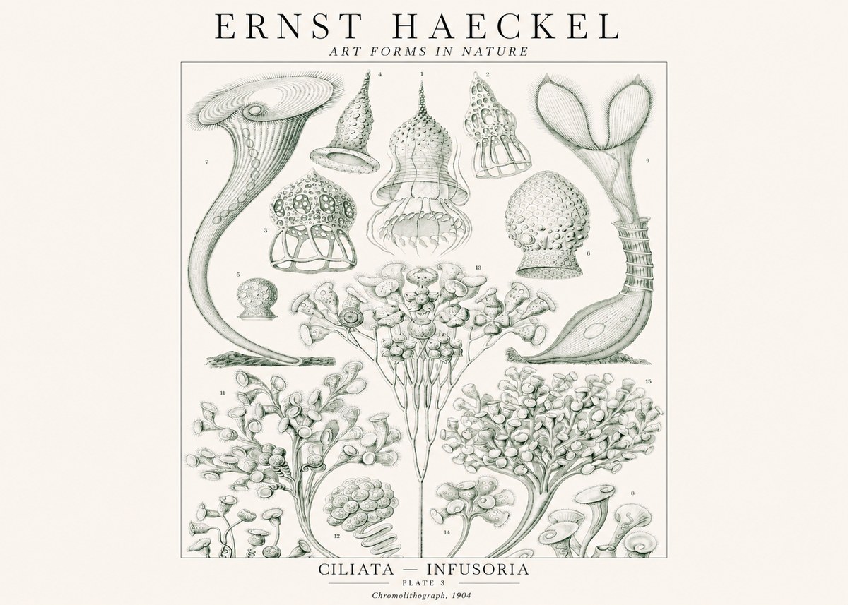 Ernst Haeckel Ciliata - Infusoria - Plate 3 No1 - Plakát