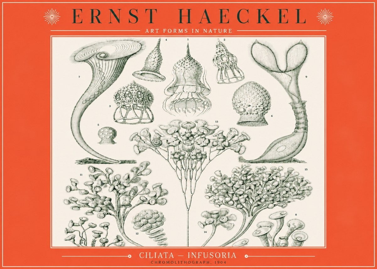 Ernst Haeckel Ciliata - Infusoria - Plate 3 No3 - Plakát