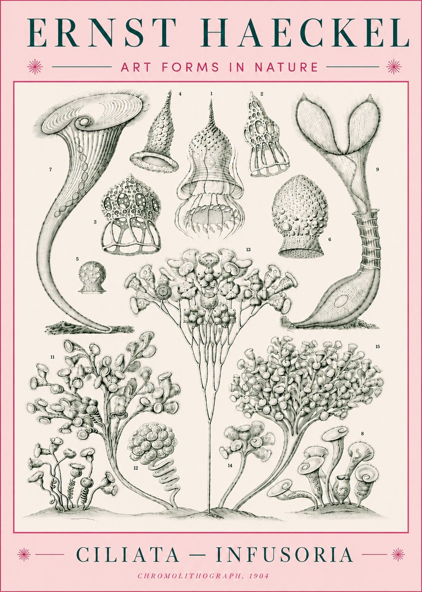 Ernst Haeckel Ciliata - Infusoria - Plate 3 No5 - Plakát