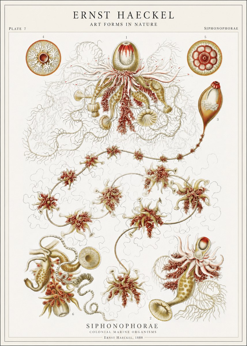Ernst Haeckel Siphonophorae No1 - Plakát