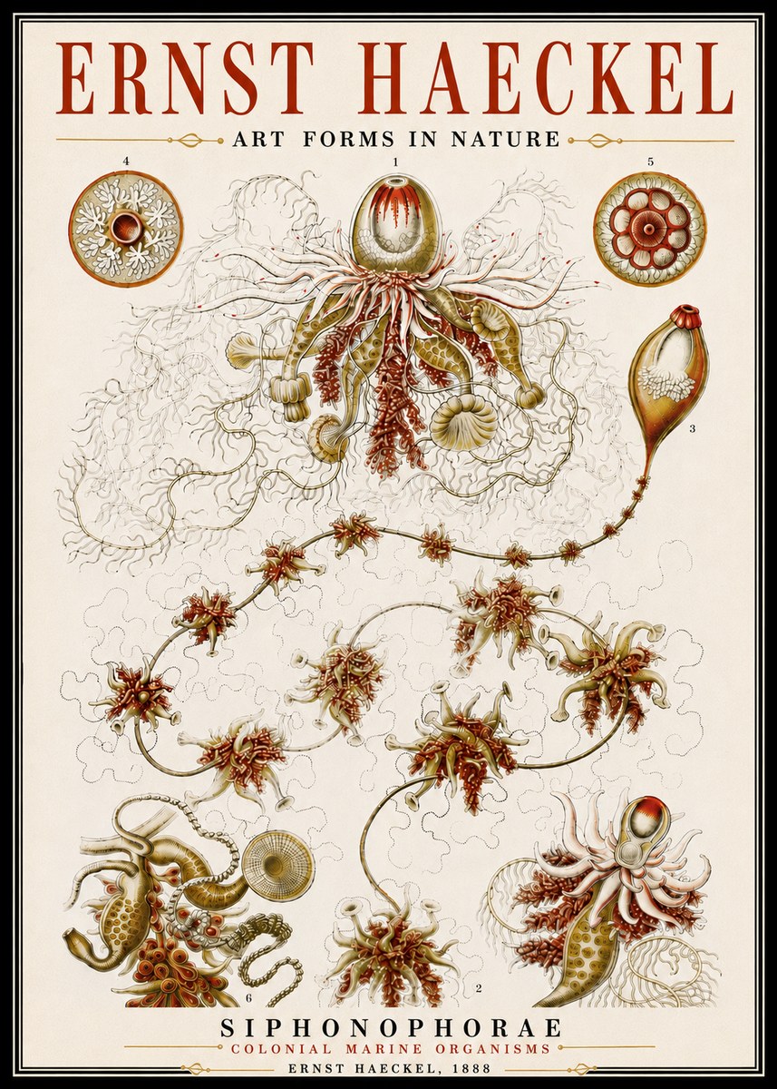 Ernst Haeckel Siphonophorae No6 - Plakát