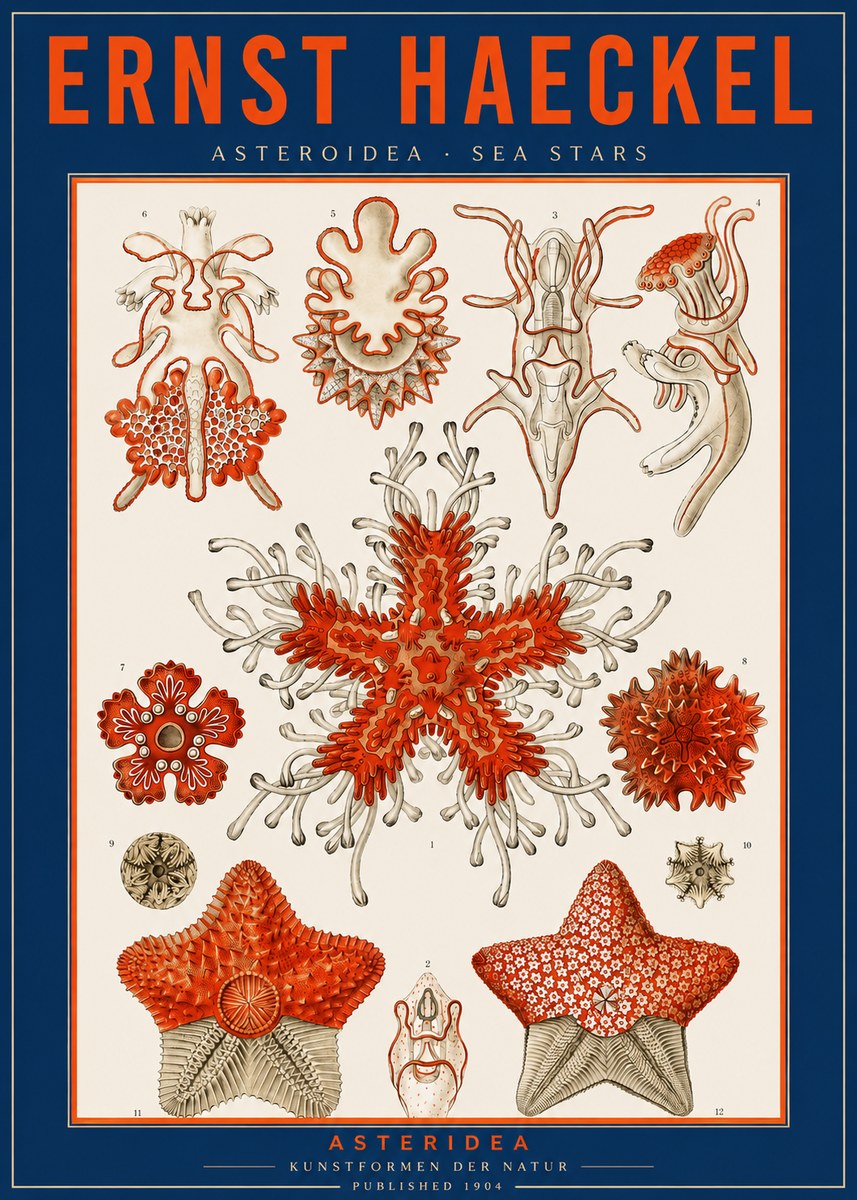 Ernst Haeckel Asteroidea. Sea Stars No2 - Plakát