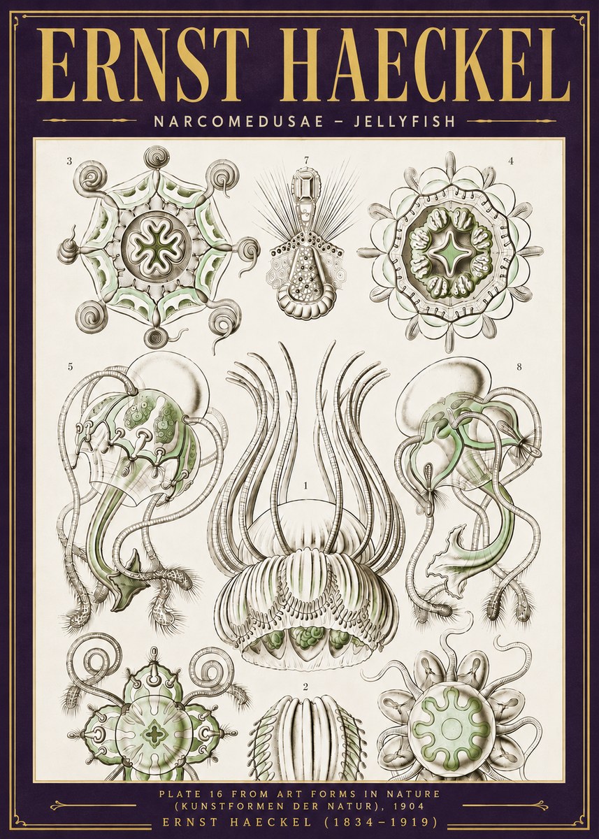 Ernst Haeckel Narcomedusae - Jellyfish No6 - Plakát
