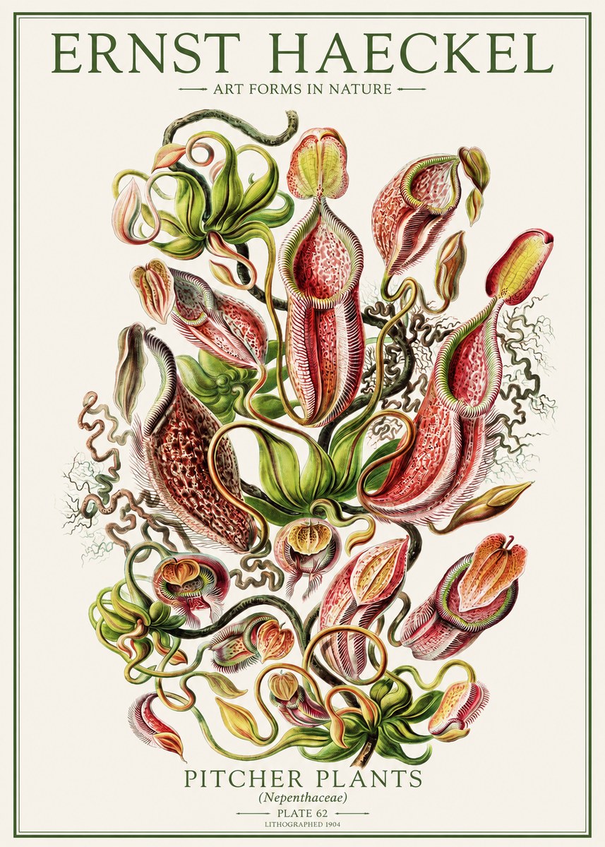 Ernst Haeckel Pitcher Plants No1 - Plakát