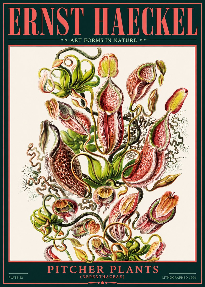 Ernst Haeckel Pitcher Plants No2 - Plakát