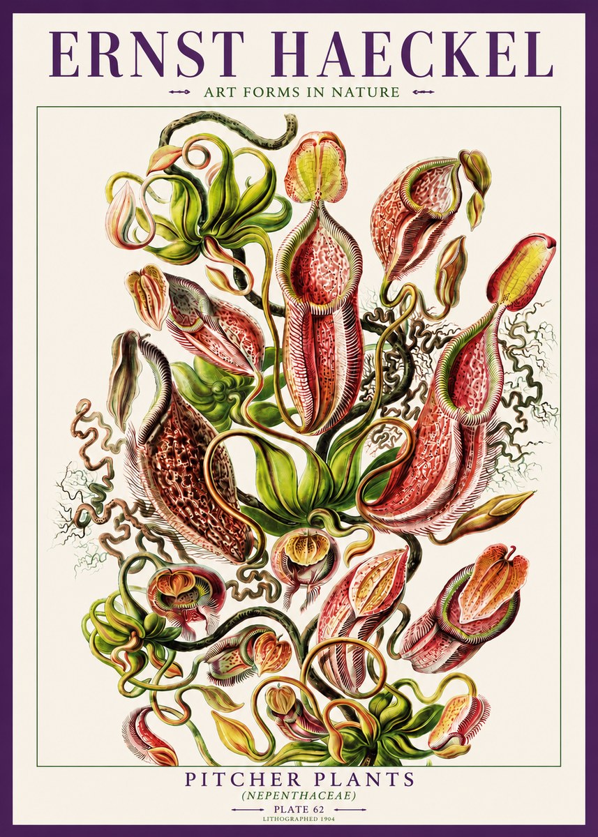 Ernst Haeckel Pitcher Plants No3 - Plakát