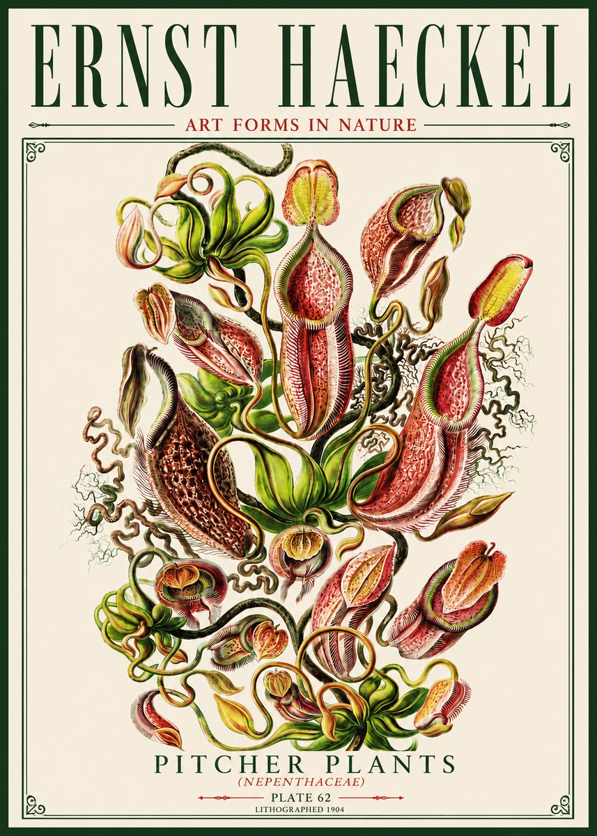 Ernst Haeckel Pitcher Plants No5 - Plakát