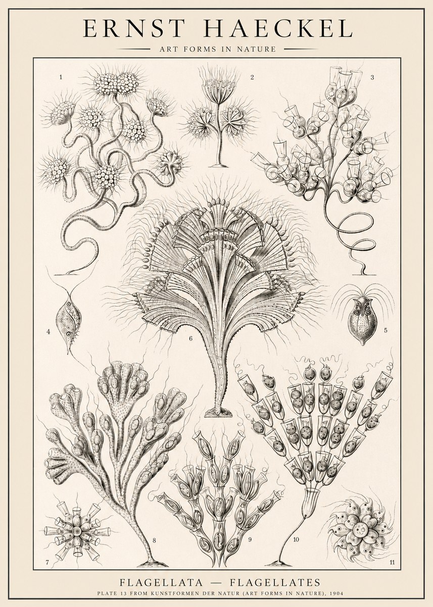 Ernst Haeckel Flagellata - Flagellates No1 - Plakát