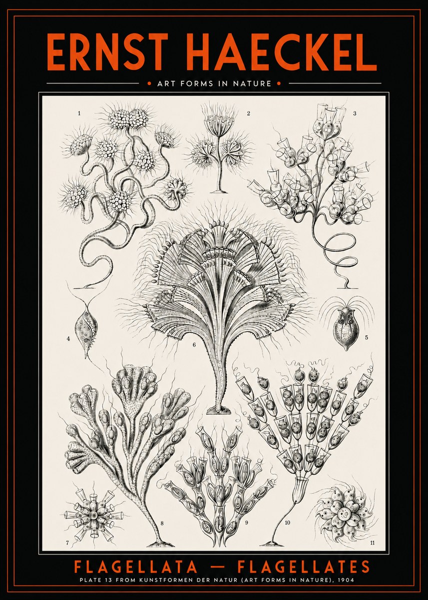 Ernst Haeckel Flagellata - Flagellates No2 - Plakát