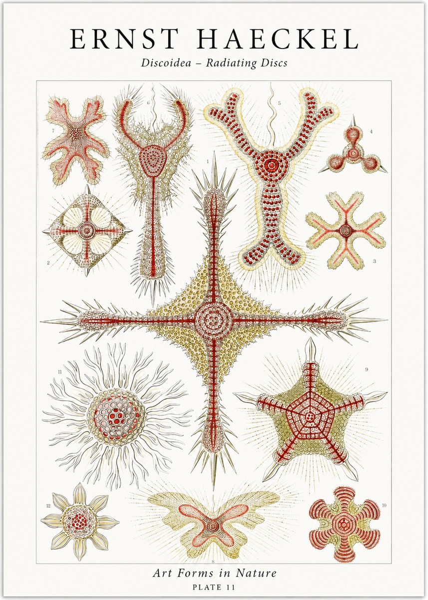 Ernst Haeckel Discoidea – Radiating Discs No1 - Plakát