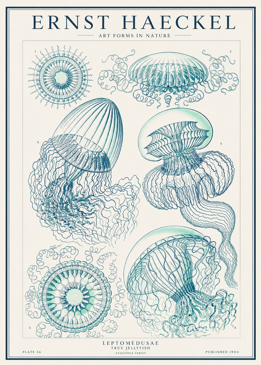 Ernst Haeckel Leptomedusae True Jellyfish No1 - Plakát