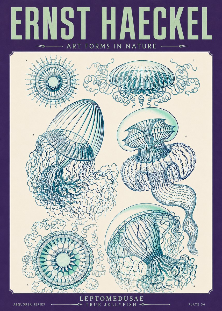 Ernst Haeckel Leptomedusae True Jellyfish No4 - Plakát