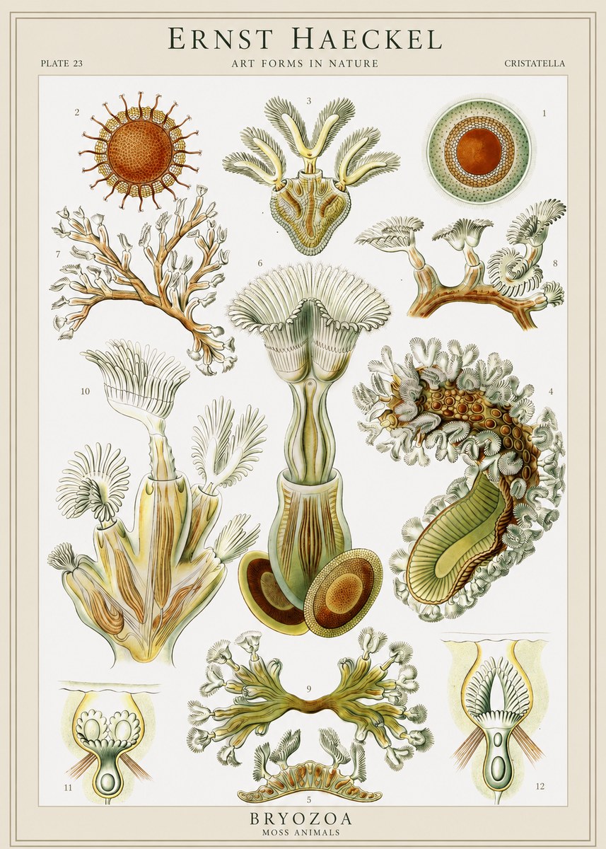 Ernst Haeckel Cristatella No1 - Plakát