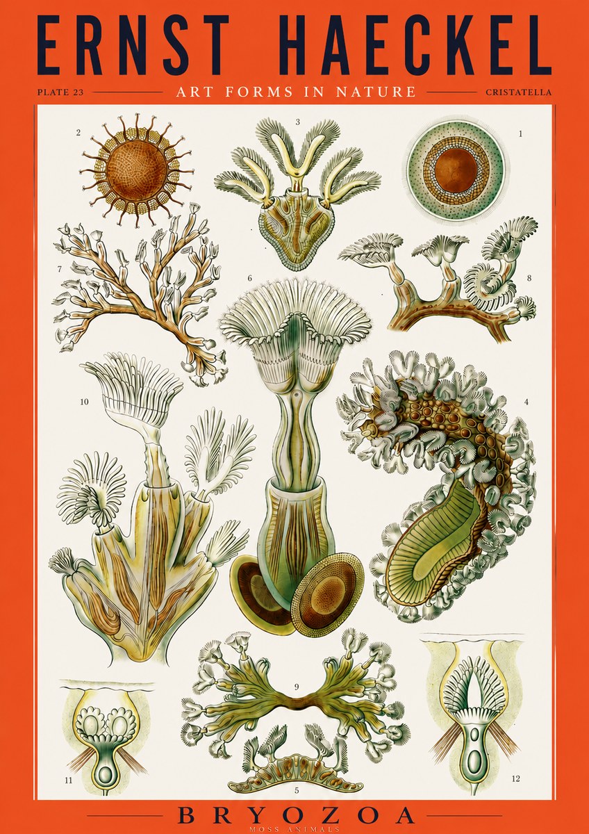 Ernst Haeckel Cristatella No3 - Plakát