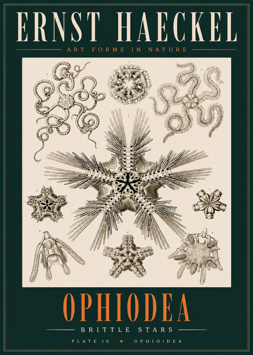 Ernst Haeckel Ophiodea - Brittle Stars I No2 - Plakát