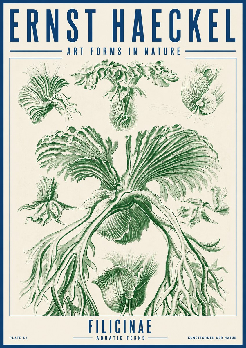 Ernst Haeckel Filicinae No5 - Plakát
