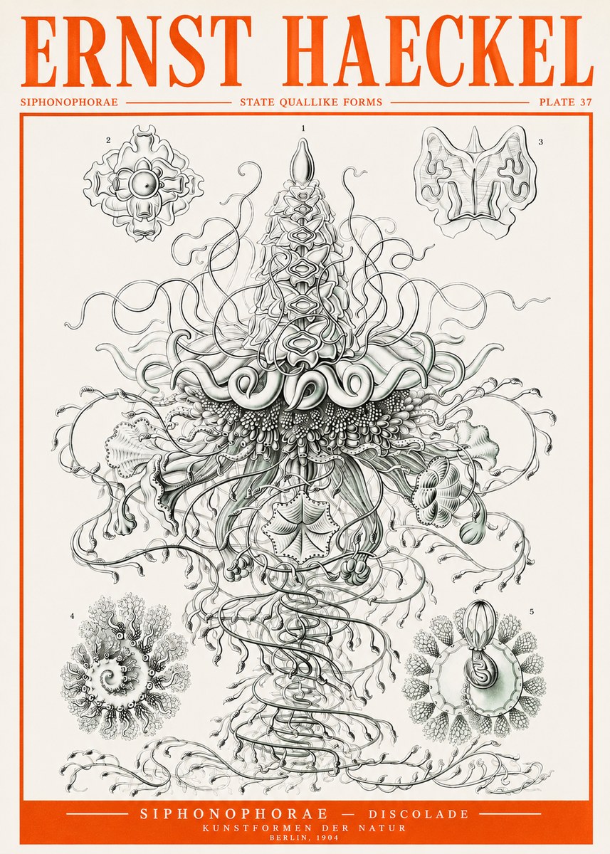 Ernst Haeckel Siphonophorae – State Quallike Forms No2 - Plakát