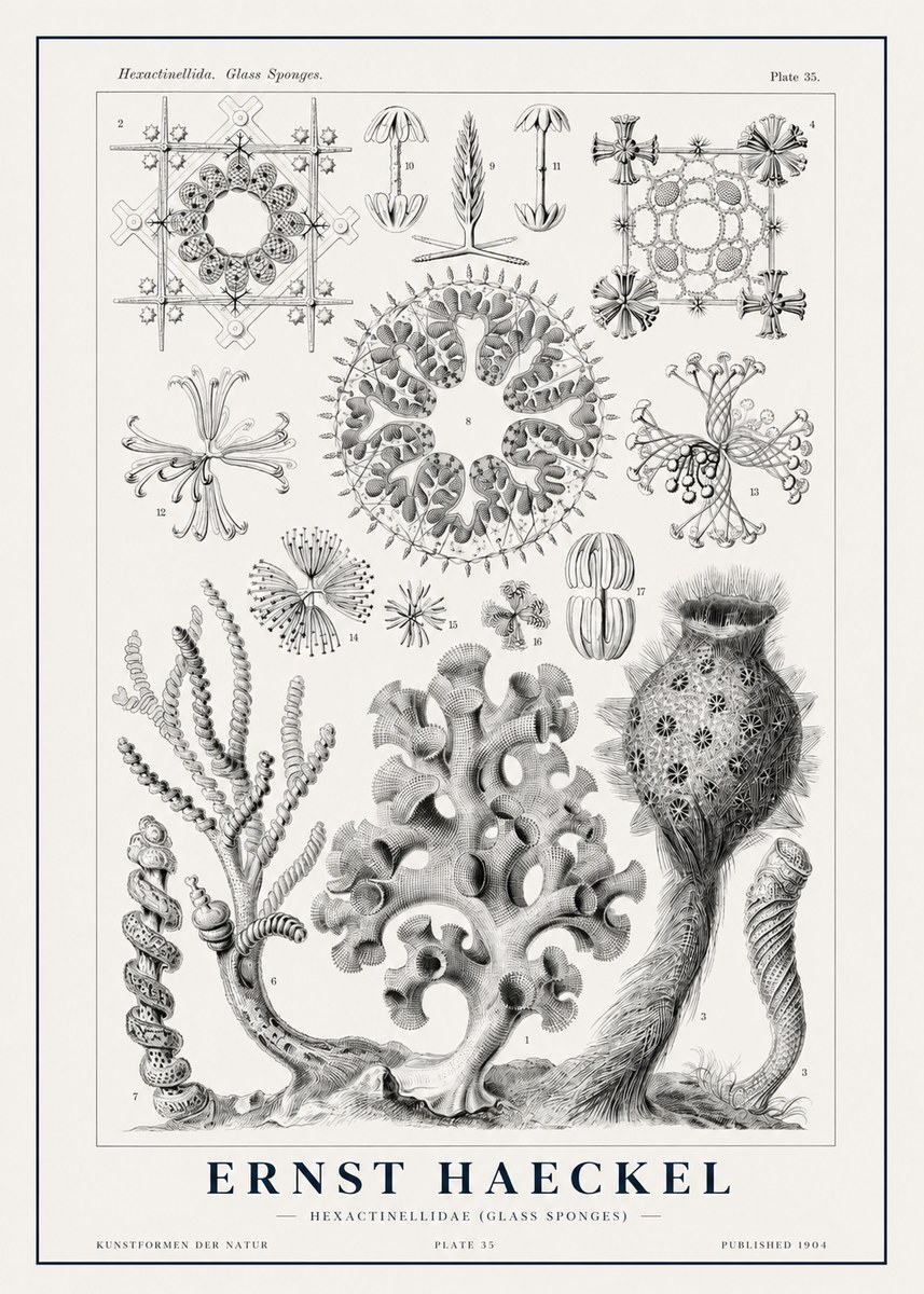Ernst Haeckel Hexactinellida. Glass Sponges. No1 - Plakát
