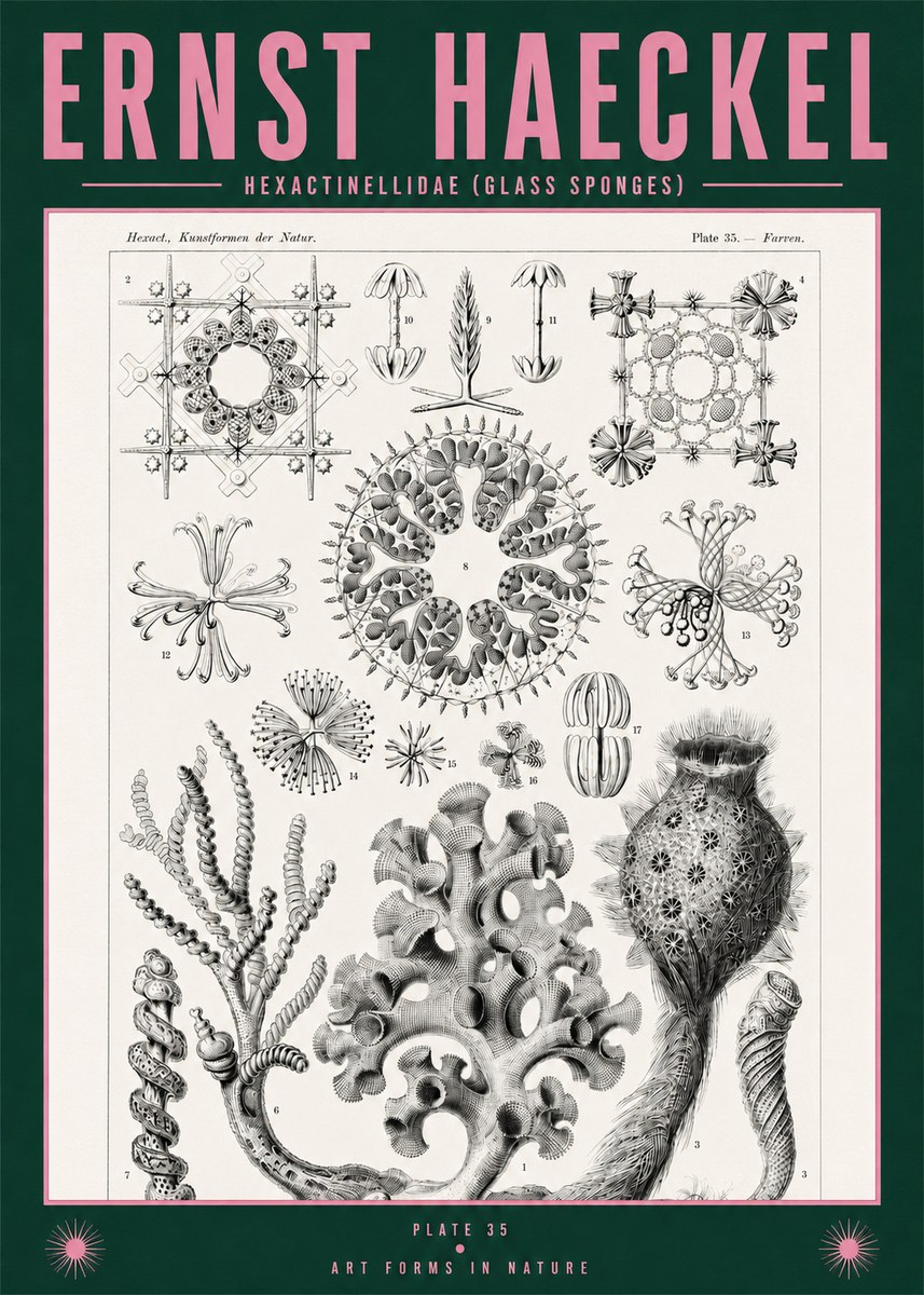 Ernst Haeckel Hexactinellida. Glass Sponges. No2 - Plakát