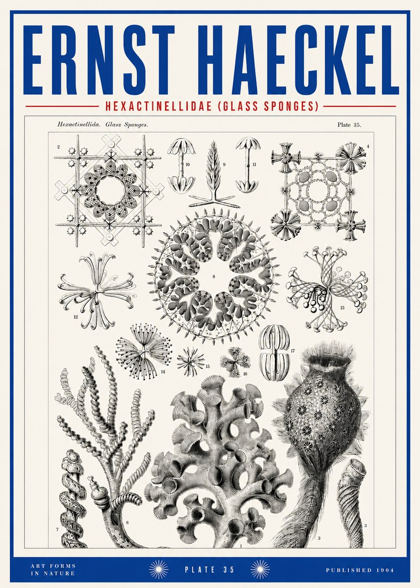 Ernst Haeckel Hexactinellida. Glass Sponges. No3 - Plakát