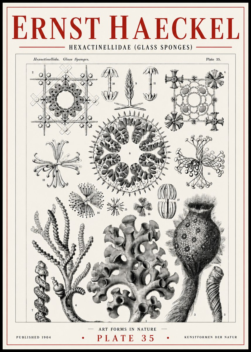 Ernst Haeckel Hexactinellida. Glass Sponges. No6 - Plakát