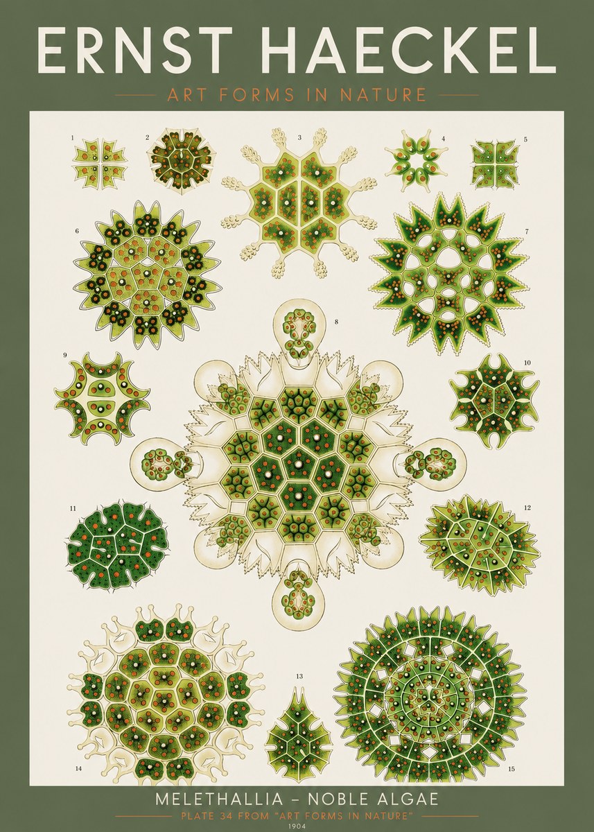 Ernst Haeckel Melethallia - Noble Algae No2 - Plakát