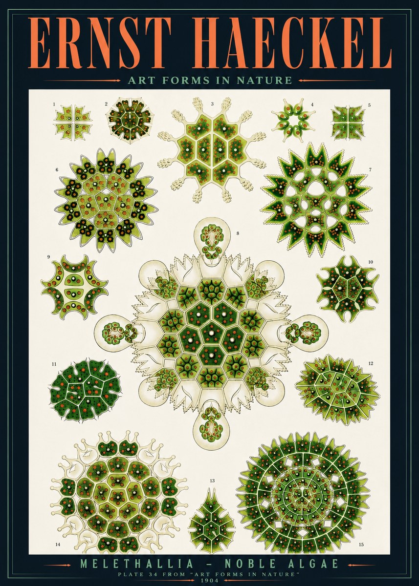 Ernst Haeckel Melethallia - Noble Algae No4 - Plakát