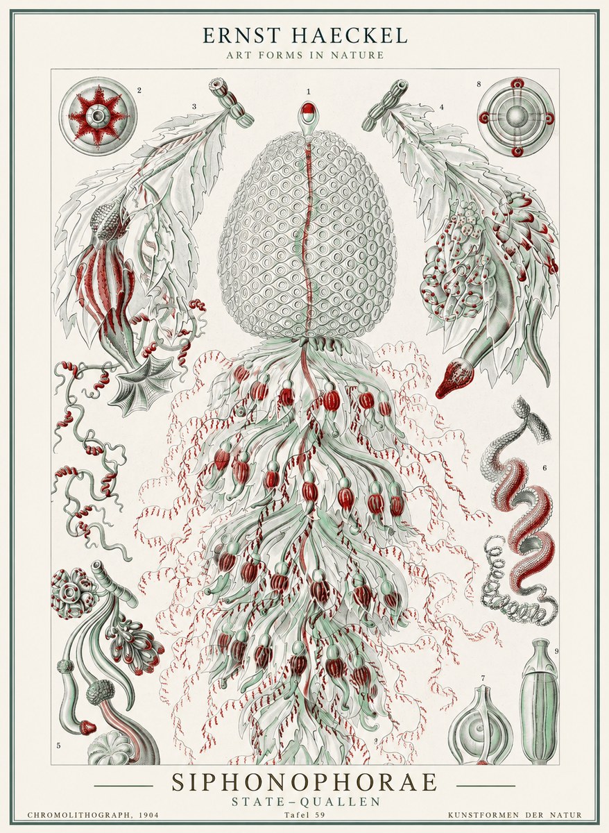 Ernst Haeckel Siphonophorae - State Colonies No2 - Plakát