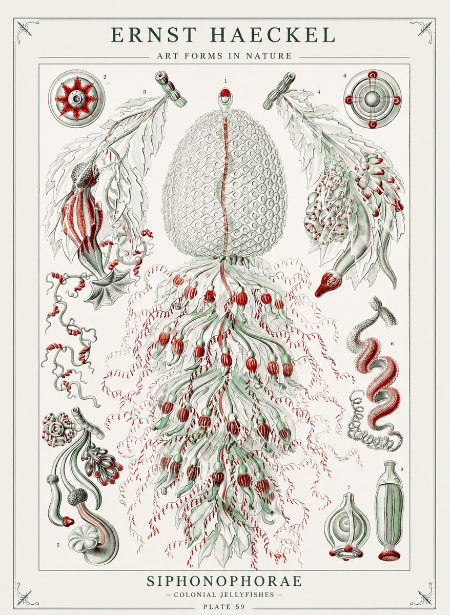 Ernst Haeckel Siphonophorae - State Colonies No3 - Plakát