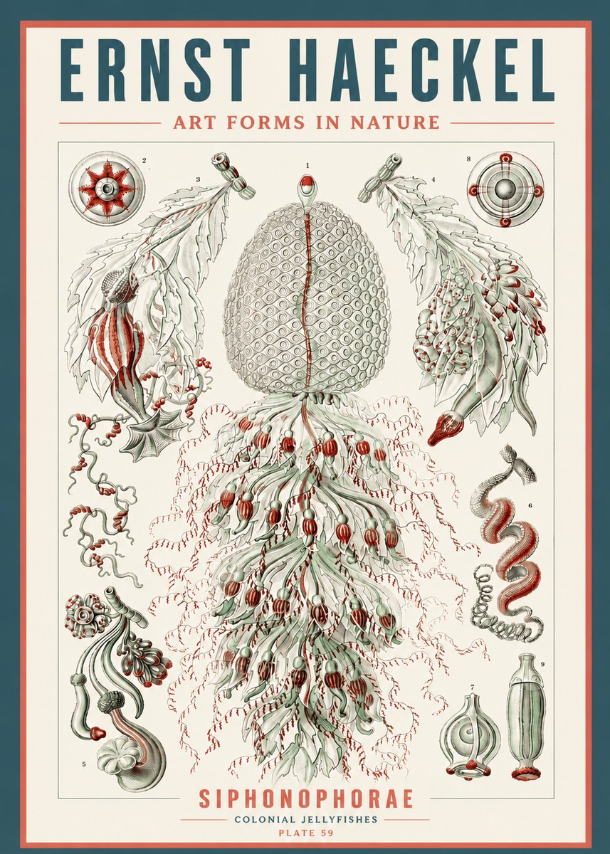 Ernst Haeckel Siphonophorae - State Colonies No5 - Plakát