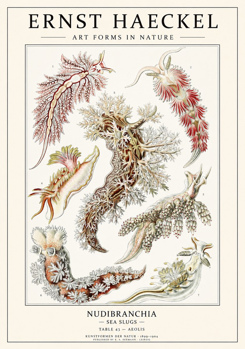 Ernst Haeckel Nudibranchia – Sea Slugs No3 - Plakát