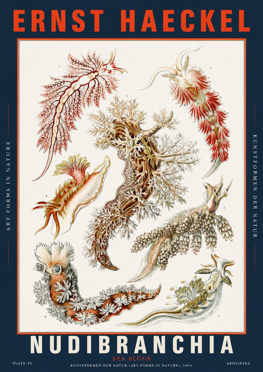 Ernst Haeckel Nudibranchia – Sea Slugs No5 - Plakát