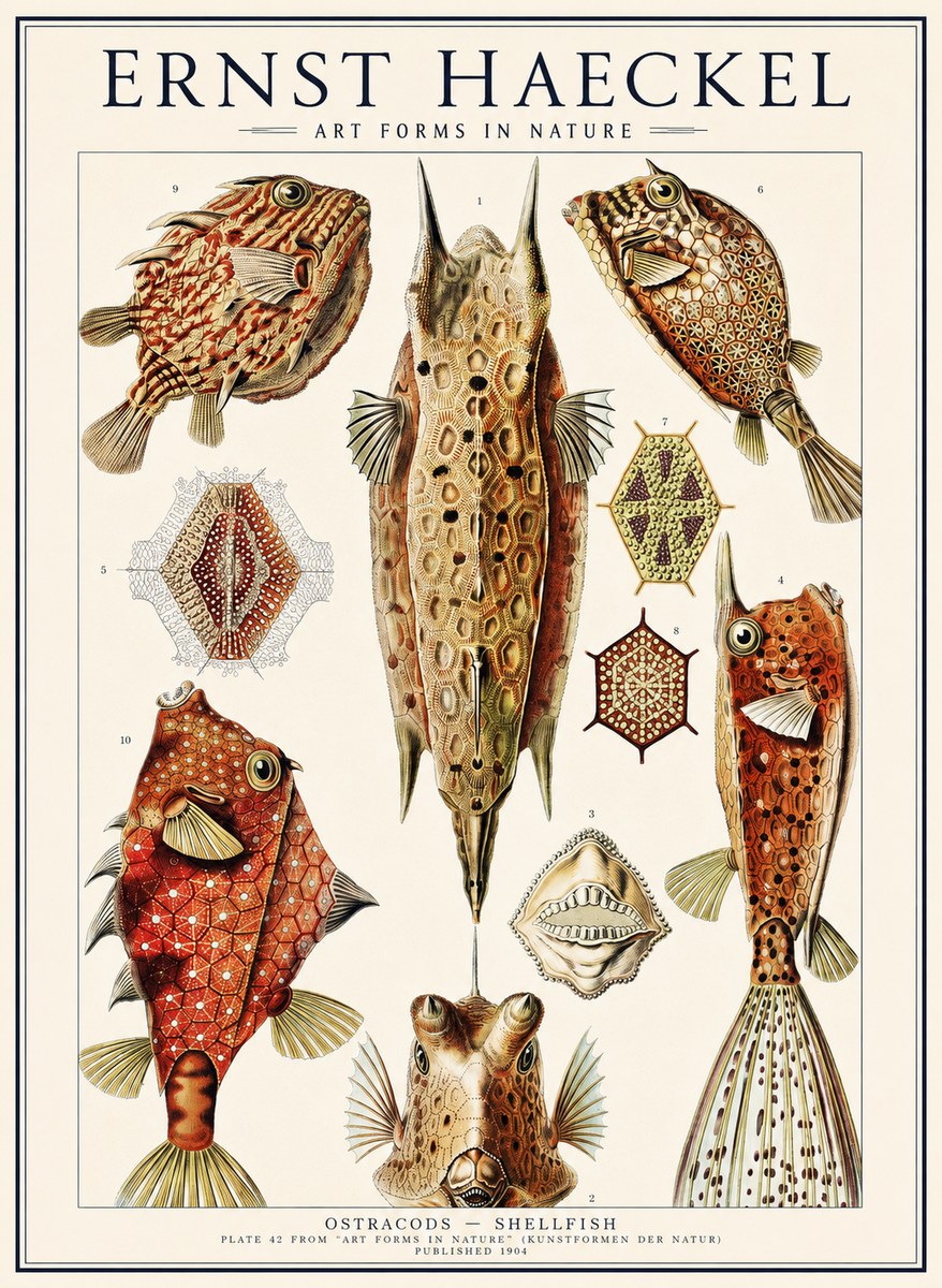 Ernst Haeckel Ostracodes Crustacea No3 - Plakát