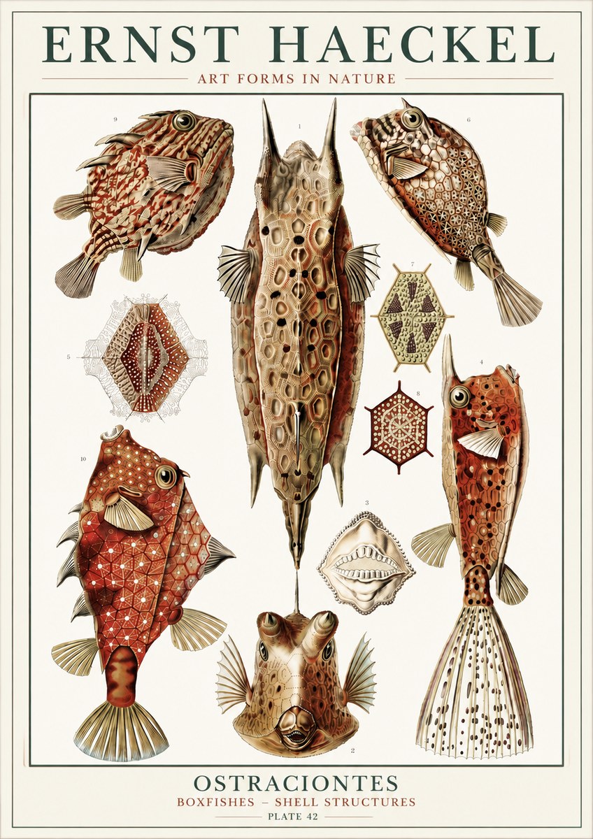 Ernst Haeckel Ostracodes Crustacea No6 - Plakát