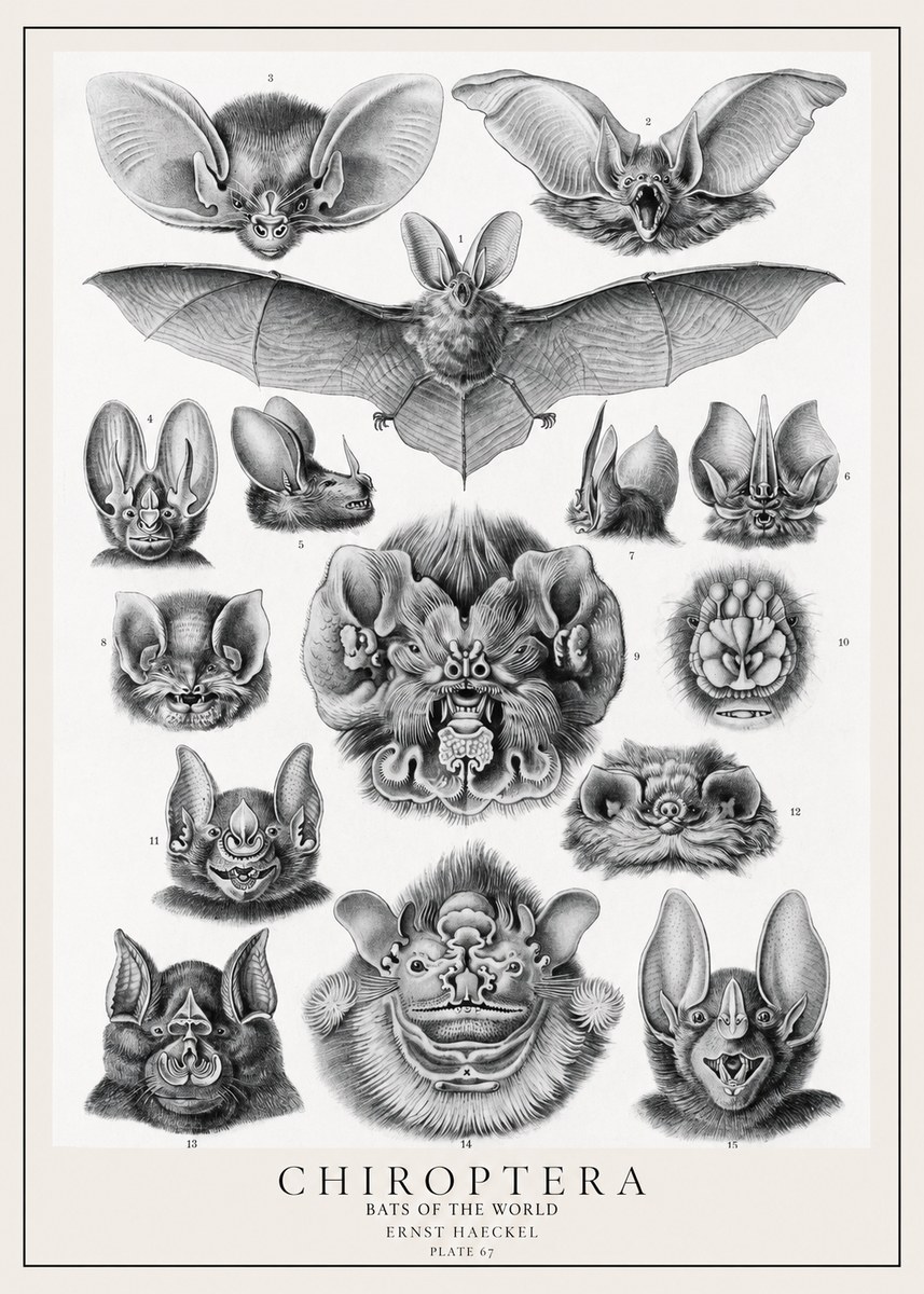 Ernst Haeckel Chiroptera Bats No2 - Plakát