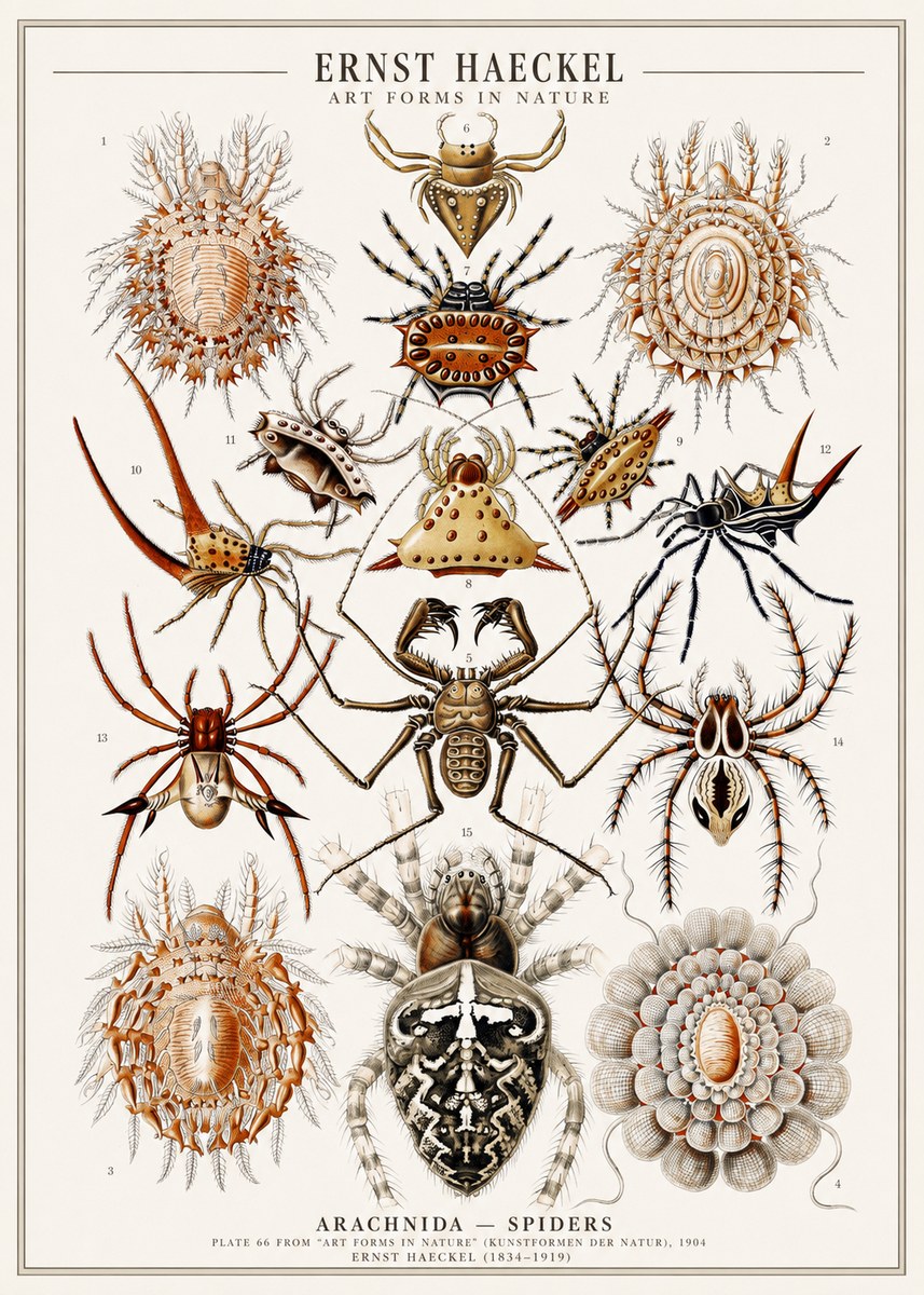Ernst Haeckel Arachnida — Spiders No1 - Plakát